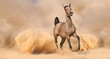 Arabian horse running out of the Desert Storm