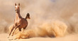 Arabian horse running out of the Desert Storm