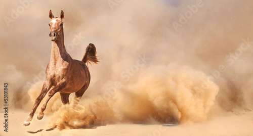 Photo: Arabian horse running out of the Desert Storm Arabian horse running out of the Desert Storm