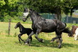Foto: Friesenmutter mit Fohlen im Galopp Friesenmutter mit Fohlen im Galopp