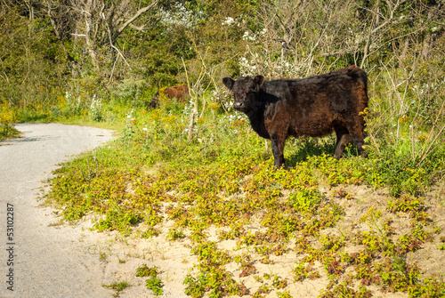 Photo: Galloway cattle in a forest Galloway cattle in a forest
