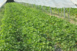 Fraises dans la serre