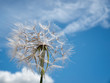 Dandelion on the wind