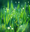 Bokeh Nature