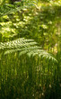 Fern