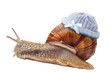 snail with Newborn baby knit wool hat