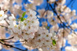 Spring Cherry blossoms, High Park, Ontario