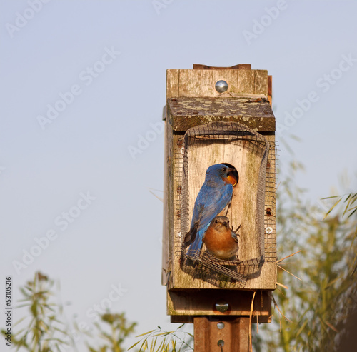 Photo: Eastern Bluebirds Eastern Bluebirds
