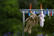 teddy bear hanging on a Clothesline