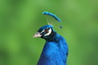 peacock portrait over green background