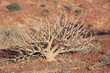 Succulent Cactus Plant  In the Desert