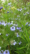 bleuets