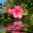 rhododendron