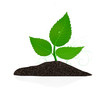 Illustration: Young plant on the white backgrounds Young plant on the white backgrounds