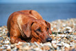 Photo: Dog resting on the beach Dog resting on the beach