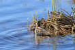 Little Stint