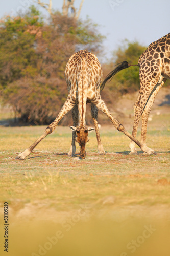 Photo: African Giraffes African Giraffes
