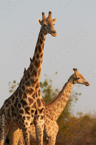 Photo: African Giraffes African Giraffes