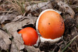 Caesar's Mushroom