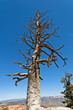 Toter Baum im Grand Canyon
