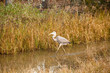 Great Blue Heron Walking Through Marsh