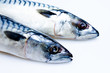 Two mackerel isolated on white
