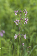 Photo: Ragged robin, Lychnis flos-cuculi Ragged robin, Lychnis flos-cuculi