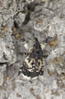 Poplar and willow borer, Cryptorhynchus lapathi on aspen