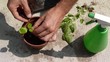 Lemon balm transplant