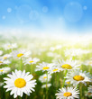Foto: field of daisy flowers field of daisy flowers