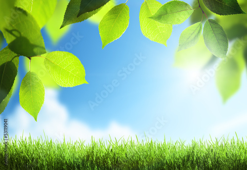 Photo: spring sunny background spring sunny background