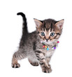 beautiful cute one month old kitten