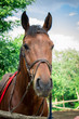 Horse in the shelter