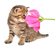 cute one month old kitten with a rose