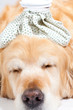 Dog with flu