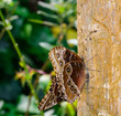 Farfalla Caligo o Testa di Gufo - Caligo idomeneus