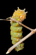 Yellow haired caterpillar 4