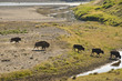 Buffalo Bison crossing a river in Lamar Valley Yellowstone