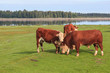 Photo: Bull cow Bull cow