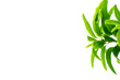 Mango leaves.
