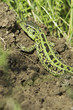 Lacerta agilis chersonensis / sand lizard, male