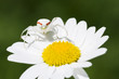 Krabbenspinne (Misumena vatia)