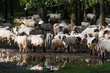 sheep herd