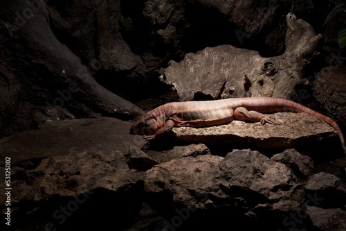 Photo: iguana rosa iguana rosa