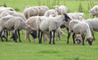 sheep herd