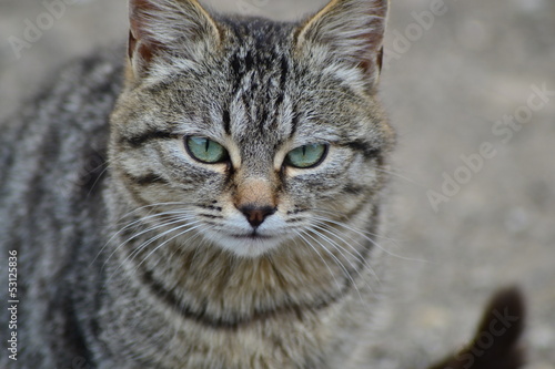 Photo: cat cat
