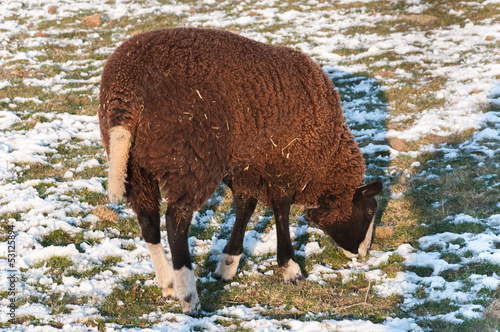 Photo: Grazing sheep in a snowy meadow Grazing sheep in a snowy meadow
