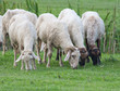 sheep herd