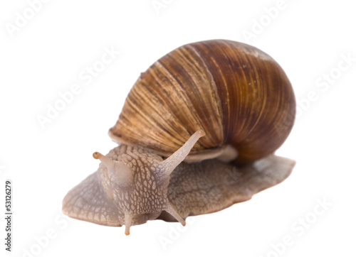 Photo: Funny snail isolated Funny snail isolated