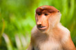 Proboscis monkey
